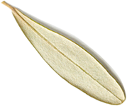 image leaf left